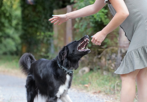 DOG BITES INJURY LAWYER OAKLAND COUNTY MICHIGAN